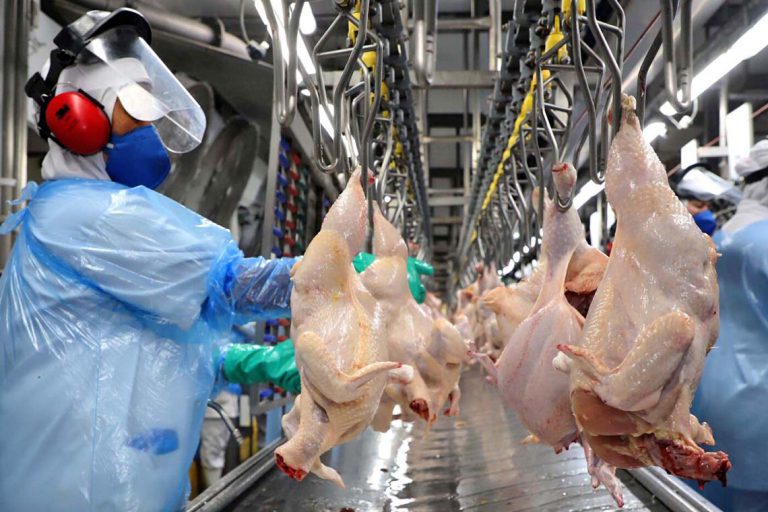 Exportações gaúchas de carne de frango crescem 44,17% em receita no mês de julho