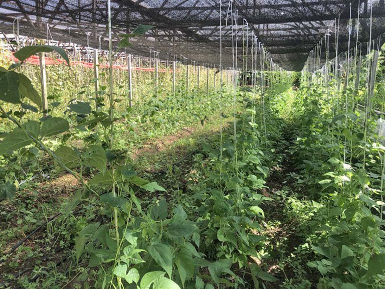 Prefeitura oferece subsídio a produtores de orgânicos em Sapiranga